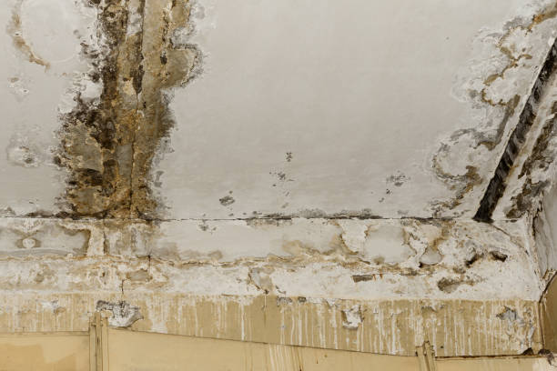 Best Mold Removal for HVAC Installations  in Hugo, MN